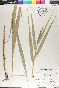 Phragmites australis image