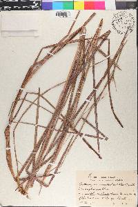 Andropogon semiberbis image