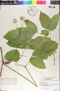 Aralia nudicaulis image