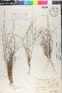 Setaria distantiflora image