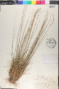Aristida refracta image