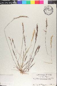 Aristida adscensionis image