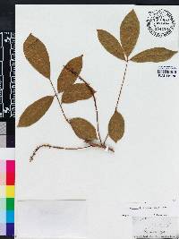 Lonchocarpus latifolius image