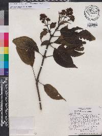 Palicourea tilaranensis image