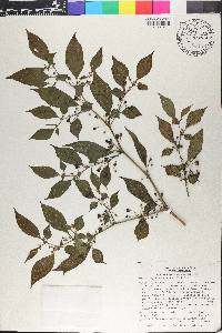 Witheringia solanacea image