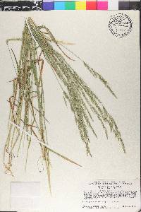 Agrostis exarata image