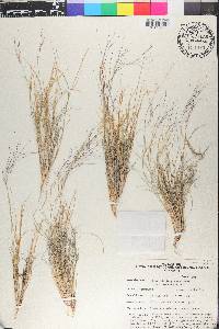 Aristida purpurea var. longiseta image