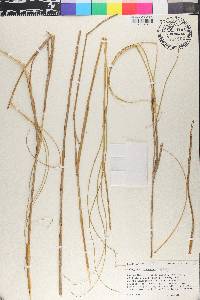 Halopyrum mucronatum image