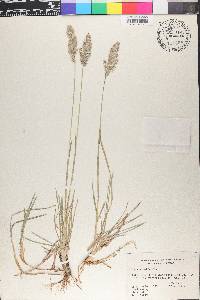 Poa arachnifera image