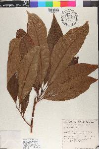 Pouteria campechiana image