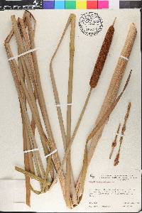 Typha angustifolia image