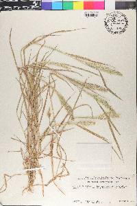 Polypogon interruptus image