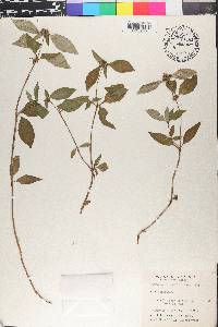 Spermacoce assurgens image