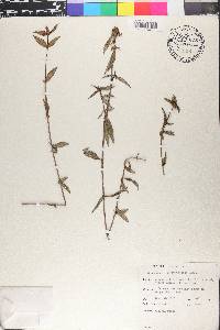 Spermacoce assurgens image
