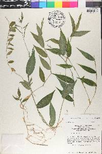 Ichnanthus axillaris image