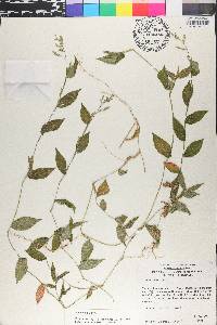 Ichnanthus pallens image