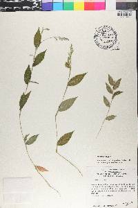 Ichnanthus pallens image