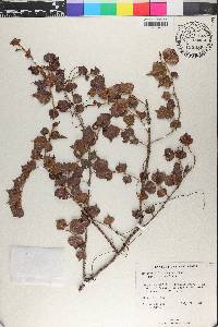 Coccoloba incrassata image