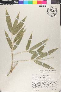 Guadua angustifolia image