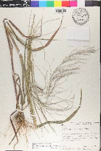 Leptochloa panicea subsp. mucronata image