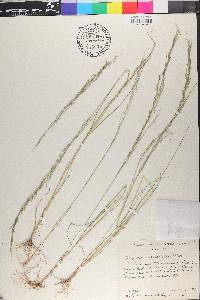 Eragrostis acutiflora image