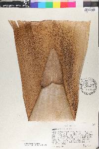 Guadua angustifolia image