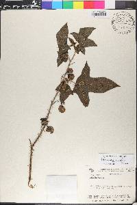 Solanum acerifolium image