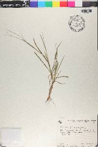 Axonopus capillaris image