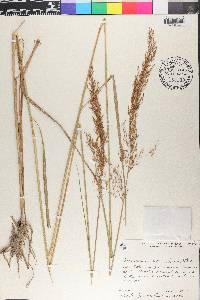 Sorghastrum setosum image