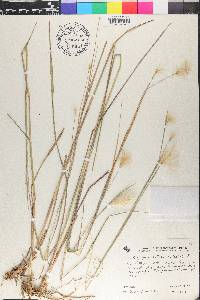 Andropogon selloanus image