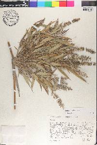 Chusquea scandens image