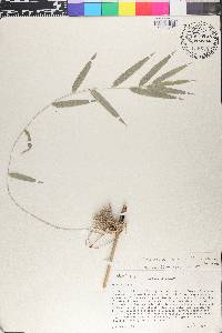 Rhipidocladum racemiflorum image