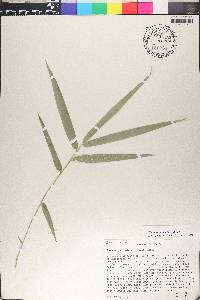 Guadua paniculata image