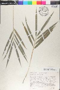 Guadua angustifolia image