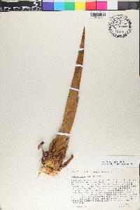 Guadua angustifolia image