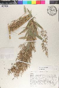 Chusquea scandens image