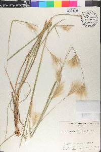 Andropogon selloanus image