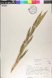 Chusquea scandens image