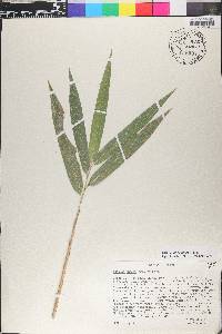 Guadua angustifolia image