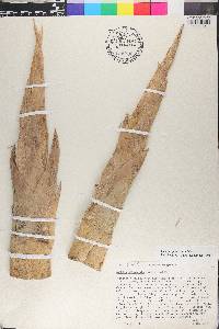 Guadua paniculata image