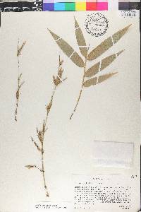 Guadua angustifolia image