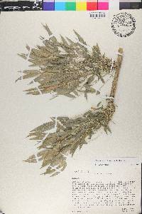 Chusquea longipendula image