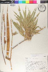 Chusquea scandens image