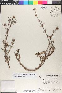Spermacoce capitata image