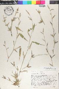 Guadua paniculata image