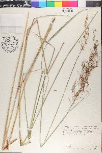Sorghastrum setosum image