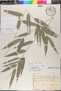 Merostachys multiramea image