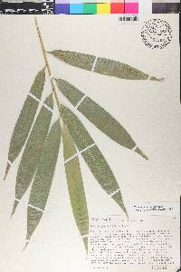 Guadua angustifolia image