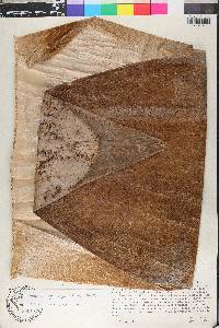 Guadua angustifolia image