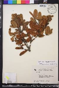 Hesperomeles ferruginea image